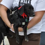 Walk for the animals