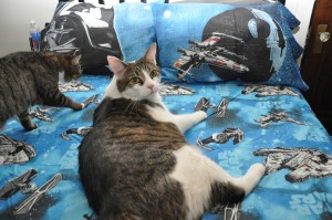 Star Wars Sheets