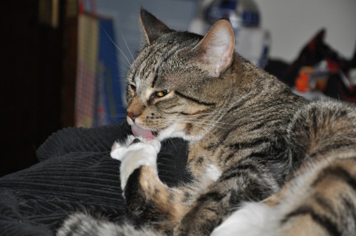 Piper Cleaning Toes