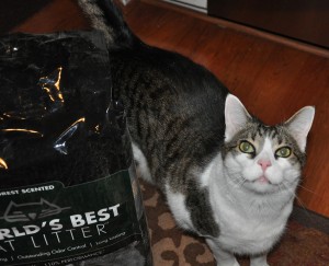 World's Best Cat Litter