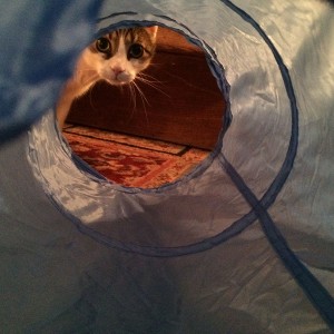 cat tunnel