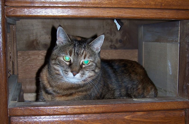 from goldfish bowl and cat goldfish bowl and cat. from goldfish bowl and cat
