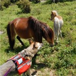 Puzzled Pets