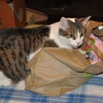 BlogPaws Swag Bag