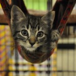More Donations for da Box Kitties Comed In Da Mail