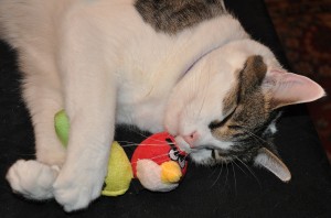 Angry Birds Cat Toys