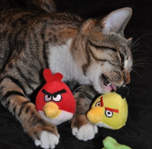 Angry Birds Cat Toys