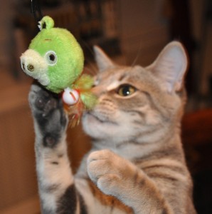 Angry Birds Cat Toys