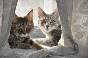 Tippy n Phoebe in Window