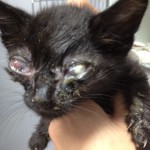 Pets Alive Saves ALL NYC Kittens