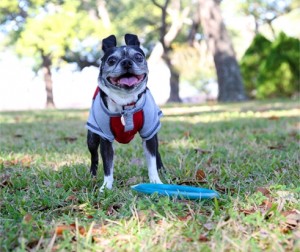 toki puppy up walk