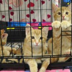 1x1 kittens waiting for adopshuns