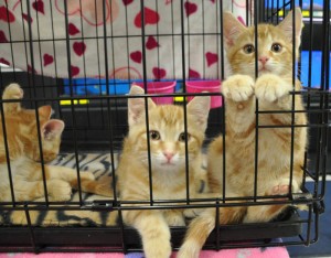 1x1 kittens waiting for adopshuns