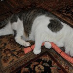 Boris Caterpillar Cat Toy Love