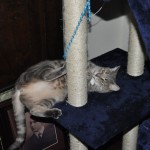 Replacing the Dangle Mouse on da Cat Tree