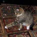 catnip bubbles