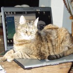 Putty Cat Proof Ur Pooter B4 All Ur Files Belong To Us