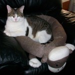 Sock Monkey Pet Bed