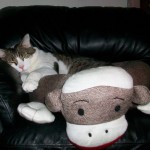 Sock Monkey Pet Bed