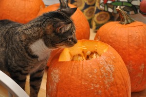 Piper wif Pumpkins