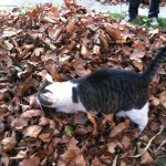 Playing in a Leaf Pile