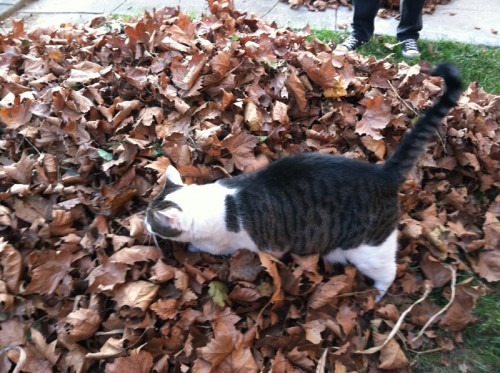 boris in leafs 