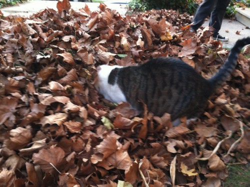 boris in leafs 