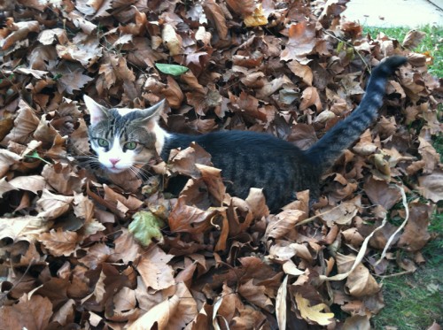 boris in leafs 