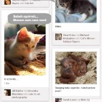 Pinterest Kittehs Want Squirrels