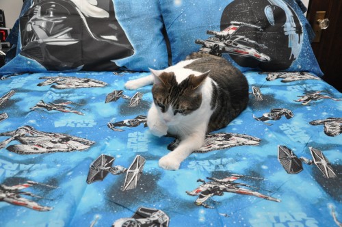 Lub Ma Star Wars Sheets