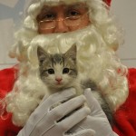 ‘Tis Better to Pin than to Receive this Holiday: Pin It for Pets Photos Raise Money to Help Save Homeless Pets