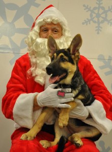 petsmart santa paws