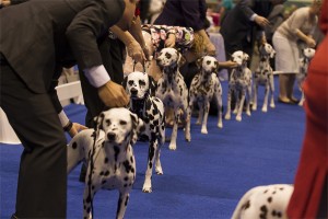 2012 AKC/Eukanuba National Championship