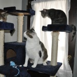 Playin on Da Cat Tree wif da Monsters