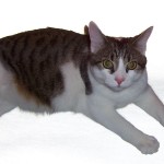 Floating Cat