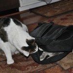 Wot iz in da bag?