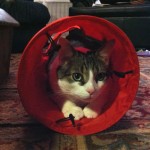 The Kong Kitty Tunnel iz a Hit