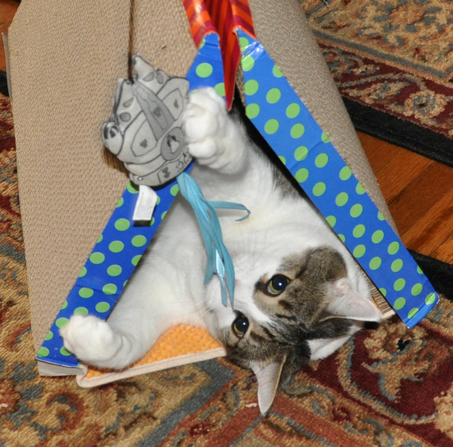 petco cat toys