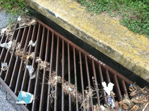 Kitteh in Storm Drain!