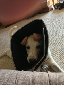 Jake at his foster home after surgery