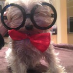 Mr. Peabody & Sherman Dog IQ Kit Giveaway