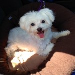 Lost Maltese Dog Named Casper in Reading, PA