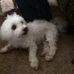 Casper the Lost Dog Has Been Found!