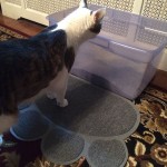 Two Meows Paw Shaped Cat Litter Mat Review