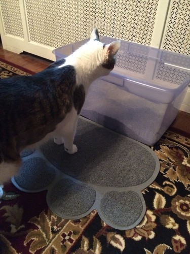 Two Meows Litter Box