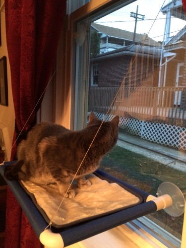 Window Cat Bed