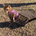 Cool Pet Walking Jacket Donated by @snuffynorton for #SCIFIpawty