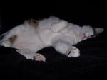 My Bid to Get on UpsidedownKitties.com