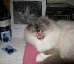 My Kitteh Friends From Twitters With They Prizes