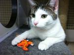 2013 SCIFIpawty Prize Donor: Fat Cat (Petmate)
